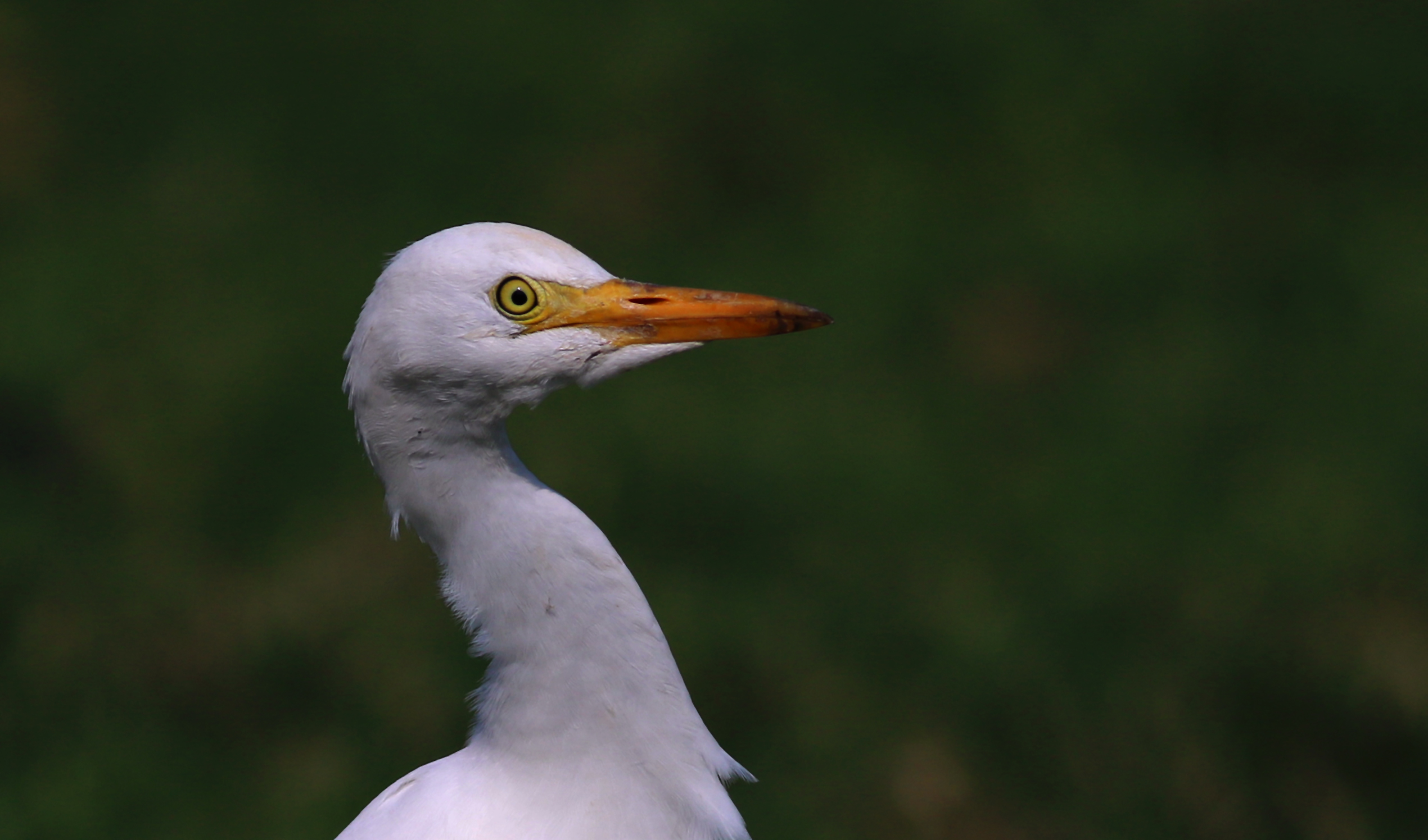 Cattle Egret